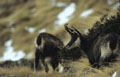 <center>La mère est plus calme que son jeune, lequel ne m'a pas encore vu.
 chamois femelle grand paradis alpes automne 